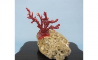 珊瑚職人館の珊瑚の原木・拝見・置物（g56）