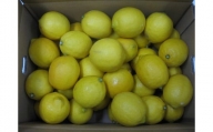 小豆島レモン 約5kg