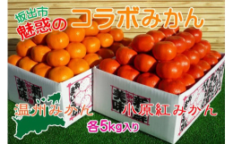 香川県のオリジナル品種！小原紅早生みかんと温州みかんの夢のコラボが実現！産直あきんどに、毎日出荷される【小原紅早生みかん】と【温州みかん】を厳選して各約5kgずつ詰め込んでお届け致します。香川県のオリ