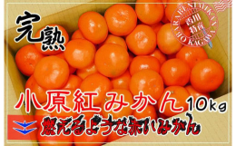 燃える様に赤いみかん！香川県のオリジナル品種！小原紅早生みかんを産地直送でお届け致します。香川県のオリジナル品種「小原紅早生みかん」は、金時みかんとも呼ばれる濃い紅色と濃厚な甘さが特徴のみかんです。小