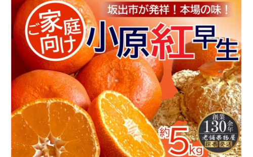 ご家庭向け！小原紅早生みかん　約５ｋｇ【坂出発祥の真っ紅なお蜜柑】