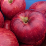 りんご【つがる】14～20玉 約5kg【2022年産・先行受付分】