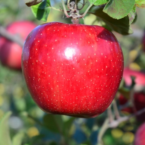 りんご【サンふじ】14～20玉（約5kg）【2023年産・先行予約】