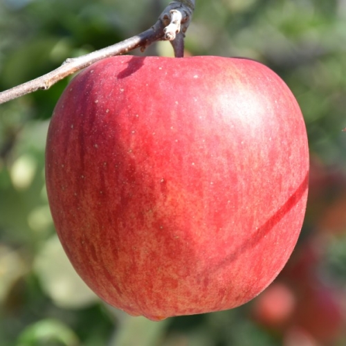 りんご【シナノスイート】14～18玉 約5kg【2022年産・先行受付分】