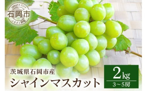 【 2026年 先行予約 】 シャインマスカット 2kg 開田ぶどう園 3房 ～ 5房 ぶどう ブドウ 国産 果物 くだもの 葡萄 フルーツ 2キロ 甘い 糖度 高い 9月 10月 発送 秋 旬 品種 茨城県産 産地直送 産直 農家直送 冷蔵 茨城県 石岡市 (A01-005)