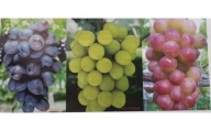 (G165)おまかせ種なし葡萄３種詰め合わせ２kg（開田ぶどう園）