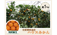 【期間限定】唐津産　ハウスミカン（1kg）（A0132-A04）