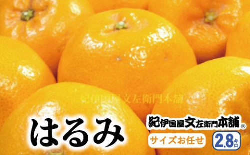 はるみ 約2.8kg/サイズおまかせ　※2024年1月下旬～2024年3月中旬頃に順次発送予定(お届け日指定不可)　紀伊国屋文左衛門本舗　
 79218 - 和歌山県北山村
