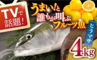 【一度食べるとやみつきに！最高のお魚をご用意しました】ヒラマサ 平戸なつ香 ヒラス 約4kg 平戸市 / 坂野水産 [KAA001]