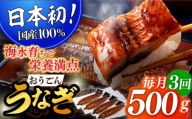 ＜全3回定期便＞【日本初！海水で養殖】長崎県産おうごん うなぎ 計1.5kg（約500g×3回） 平戸市 / 松永水産 [KAB141]