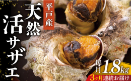 平戸瀬戸は山のきれいな水が流れ込み、潮の流れが速く、海藻類も豊富な漁場。その豊かな、海で獲れたサザエを活きたまま直送いたします。地元での美味しい食べ方レシピ付です。貝類 さざえ 活サザエ 魚介類 BB