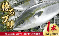 【12/29～12/31にお届け】【着日指定必須】 養殖 勝ち ブリ 1本 （約5kg） ぶり ブリ 鰤 ぶりしゃぶ 刺身 鮮魚 海鮮 魚 五島 五島列島 しゃぶしゃぶ 国産 新鮮 養殖 鍋 海鮮鍋 年末 正月 年内配送 【カミティバリュー】 [RBP053]