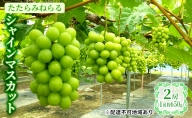 ぶどう 2024年 先行予約 たたらみねらる シャインマスカット 2房(1房約650g) 岡山県産 葡萄 果物 フルーツ