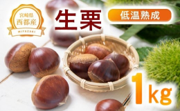 栗の甘さを最大限に引き出した『低温熟成生栗』です。西都市産の朝採れの栗を熟成し、甘味が増した生栗を1kgお届けいたします。サイズがM〜3Lと混ざっています。20日以上熟成させ、糖度を2〜3倍に上昇させ