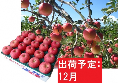 りんご 青森産 約5kg 丸福 サンふじ 光センサー 選果 糖度 12度以上【12月発送】