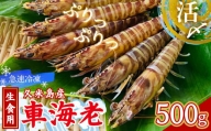 【久米島漁協】活〆冷凍車海老　生食用500g