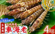 【久米島漁協】活〆冷凍車海老　生食用4kg