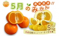 5月の御浜柑橘 みかん詰め合わせ5キロ 果物 フルーツ みかん 5kg
