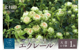 ■バラ苗「エクレール」は、淡いクリーム色に緑色がのった花でディープカップ咲きで数輪〜数十輪の房咲きです。元々は切り花品種で、花もちが非常によく雨にも強いです。切り花で楽しんだ後、吊るしてドライフラワー