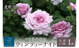 ■バラ苗「ウィンディーナイト」はコマツガーデンオリジナル品種です。ラベンダー色がのった桃色の花は剣弁で咲き始め、開くとロゼット咲きになります。低温時には時に強くラベンダー色がのります。花径10ｃｍ位の