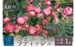 ■バラ苗「ラディッシュ」は、黄緑色に赤色がのった花数の多い育てやすい品種のバラです。ディープカップ咲きで数輪〜数十輪の房咲きとなります。元々は切り花品種なので花もちが非常によく、雨や病気にも強いです。