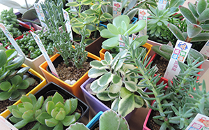 多肉植物セット（24種類） 82193 - 静岡県御前崎市 | au PAY ふるさと納税