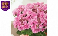 [ 先行予約 ] 母の日 アジサイ 鉢植え フェアリーアイ ピンク 5号 お花 新品種 花鉢 ギフト ガーデニング 贈り物 贈答 紫陽花 2024年5月から順次発送予定 