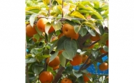 和歌山の樹上成熟梨　約4kg 【先行予約】【2024年8月上旬～9月中旬頃配送】