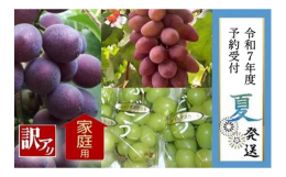 令和7年8月より発送開始予定新鮮でとっても美味しい朝どりぶどうをお届けします。種類の指定はできませんがシャインマスカット・ピオーネ・ブラックビート・サニールージュ・グロースクローネの中からぶどうの育ち