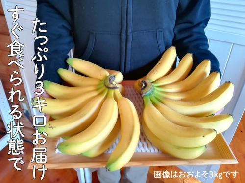 超希少!国産完熟バナナ(美浜町産)モッチリ系の品種をたっぷり3kgすぐ食べられる状態でお届け!※9月下旬ごろから順次発送
