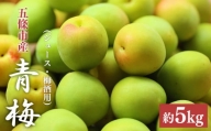 青梅（ジュース・梅酒用）約 5kg | 果実 かじつ カジツ 梅 うめ ウメ ジュース 奈良県 五條市 シロップ
