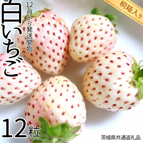 白いちご 桐箱入り 12粒 【12月から発送開始】 （県内共通返礼品：石岡市産） フルーツ 果物 デザート いちご イチゴ 苺 白苺 季節 桐箱 贈答 [BI353-NT] 835429 - 茨城県つくばみらい市