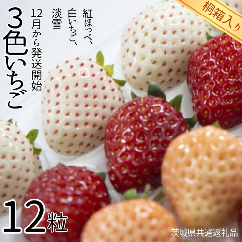 3色いちご （紅ほっぺ、白いちご、淡雪） 桐箱入り 12粒 【12月から発送開始】 （県内共通返礼品：石岡市産） フルーツ 果物 デザート いちご イチゴ 苺 白苺 白いちご 季節 桐箱 贈答 [BI354-NT] 835430 - 茨城県つくばみらい市