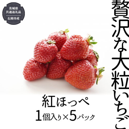 贅沢な大粒いちご （ 紅ほっぺ ） 1個入り× 5パック 【12月から発送開始】 （県内共通返礼品：石岡市産） フルーツ 果物 デザート いちご イチゴ 苺 季節 [BI355-NT] 835433 - 茨城県つくばみらい市