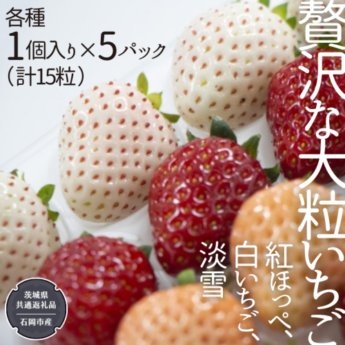 贅沢な大粒いちご 1個入り 紅ほっぺ、白いちご、淡雪 × 各種 5パック（ 計15粒 ） 【12月から発送開始】 （県内共通返礼品：石岡市産） フルーツ 果物 デザート いちご イチゴ 苺 紅ほっぺ 白いちご 季節 [BI356-NT] 835437 - 茨城県つくばみらい市