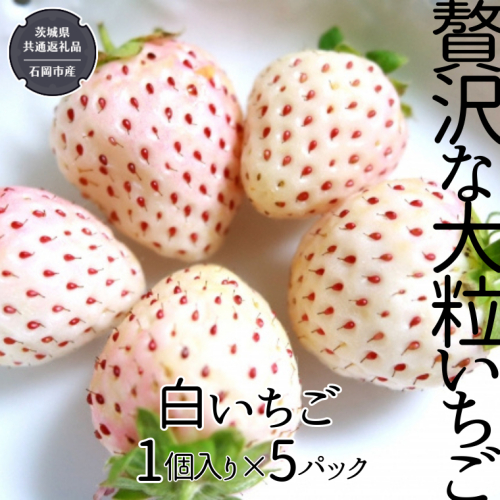 贅沢な大粒いちご 1個入り 白いちご × 5パック 【12月から発送開始】 （県内共通返礼品：石岡市産）  フルーツ 果物 デザート いちご イチゴ 苺 白いちご 季節 [BI357-NT] 835439 - 茨城県つくばみらい市