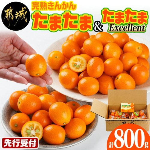 《先行受付!》 完熟きんかん「たまたまL」&「たまたまExcellent」 計800g (スタンドパック入り)_AO-0103 835463 - 宮崎県都城市