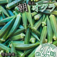 【 先行予約 】朝採れ オクラ 約2.4kg 夏野菜 野菜 阿波市産 徳島県