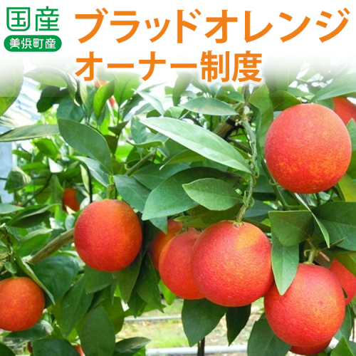国産(美浜町産)ブラッドオレンジオーナー制度 ◆ 83627 - 愛知県美浜町