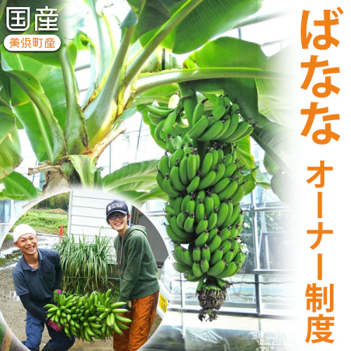 美浜町産ばななオーナー制度 ◆ 83628 - 愛知県美浜町