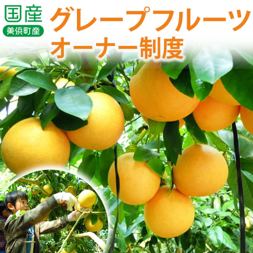 国産(美浜町産)グレープフルーツオーナー制度 ◆ 83629 - 愛知県美浜町