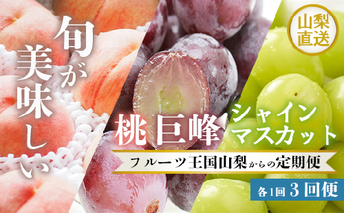 3回定期便 数量限定 山梨 桃 もも 巨峰 シャインマスカット シャイン 山梨県 笛吹市 高評価 産地直送 ランキング ご家庭用 ギフト プレゼント 盛り合わせ フルーツ 154-028