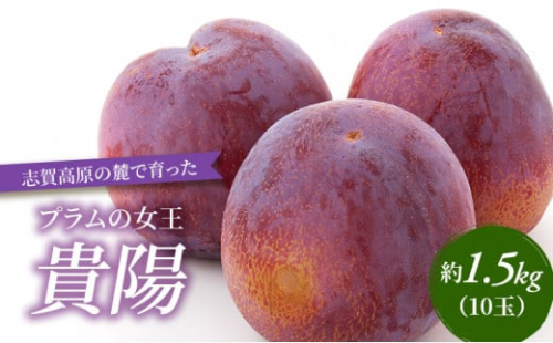 志賀高原の麓で育った プラム 貴陽大玉10玉約1.5kg  プラム すもも フルーツ 果物 長野