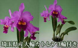みさと洋蘭園から、化粧鉢(6寸〜7寸鉢)に入った大輪のカトレア（3輪付き、ピンク系）をお届けします。花の色が鮮やかで、大変かおりが良く、お部屋に飾るだけで華やかな空間と癒しをもたらしてくれます。また、