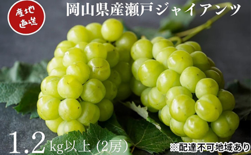 厳選 瀬戸ジャイアンツ 2房 合計1.2kg以上 産地直送 朝採れ ぶどう 葡萄 Kawahara Green Farm 岡山県産 2025年 果物 フルーツ デザート 食後 果汁たっぷり  843176 - 岡山県里庄町