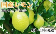 【手選別・産直】紀の川産の安心国産レモン約3kg＊9月・10月発送＊