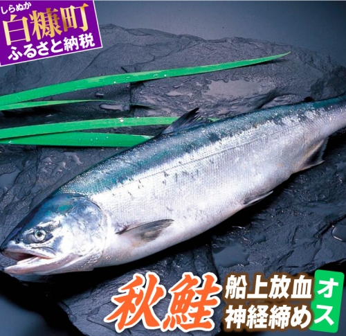 秋鮭 船上放血神経締め（オス）【3.5kg以上4.9kg以下】