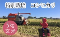 No.300 特別栽培　コシヒカリ　玄米５kg ／ お米 こしひかり げん米 埼玉県 特産品
