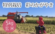 No.302 特別栽培　彩のかがやき　玄米５kg ／ お米  げん米 埼玉県 特産品