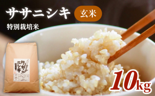 米特別栽培米 ササニシキ 玄米 10kg お米 10キロ 玄米食 ご飯 ごはん 主食 家庭用 栽培期間中 農薬不使用 化学肥料不使用 ブランド米 あっさり 食感 甘味 宮城県産 宮城県 石巻 石巻市 送料無料 851316 - 宮城県石巻市